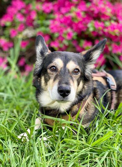 Dogorama Photo Challenge - Der Frühling kommt-Beitrag-Bild