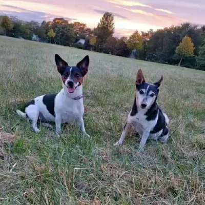 Hundetreffen-Gassirunde in Dortmund