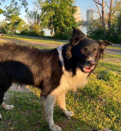 Suchmeldung-Remmi-Bild