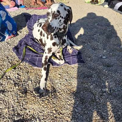 Hundetreffen-Spazieren gehen mit cindy-Bild