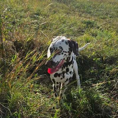 Hundetreffen-Spazieren gehen mit cindy-Bild