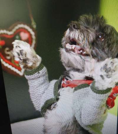 Die Dogorama Wochen Challenge-Beitrag-Bild