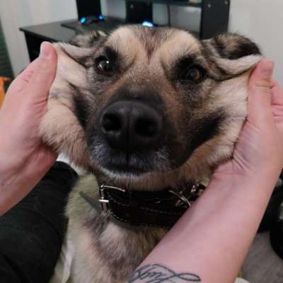 Hier ist der Spaßthread. Zum Schmunzeln und Kaputtlachen-Beitrag-Bild