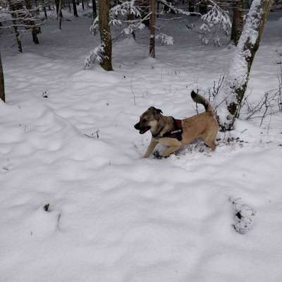 Seltene Rassen!-Beitrag-Bild