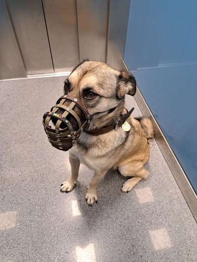 Maulkorb-Beitrag-Bild