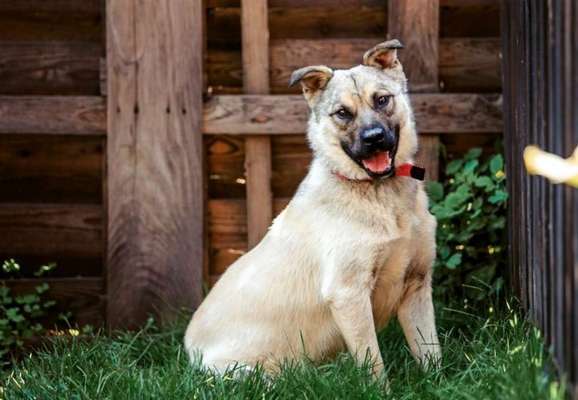 Als Welpen sind sie alle noch süßer-Beitrag-Bild