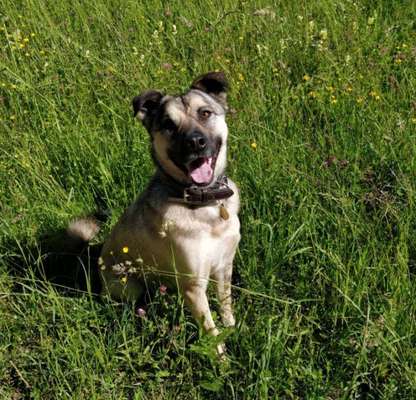 Fotochallange 63: "Dein blühendes Hündchen"-Beitrag-Bild