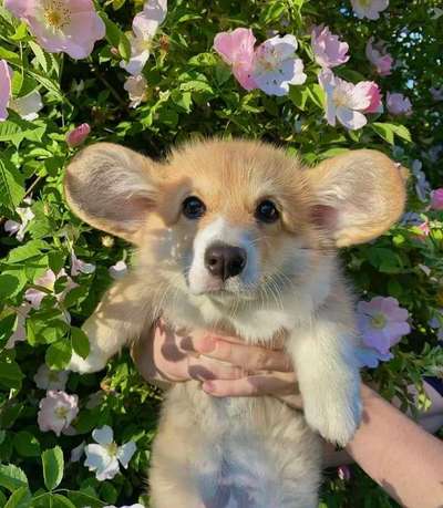 Hier ist der Spaßthread. Zum Schmunzeln und Kaputtlachen-Beitrag-Bild