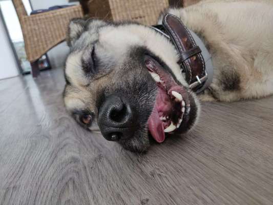 Hier ist der Spaßthread. Zum Schmunzeln und Kaputtlachen-Beitrag-Bild