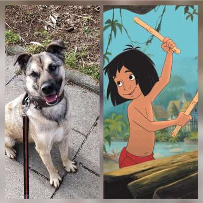 Wie heißt dein Hund?-Beitrag-Bild