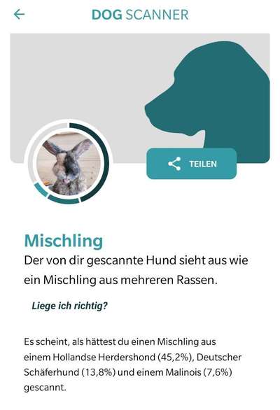 Sibirisch Europäisch Laika-Beitrag-Bild