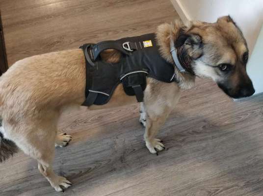 julius k9 geschirr-Beitrag-Bild