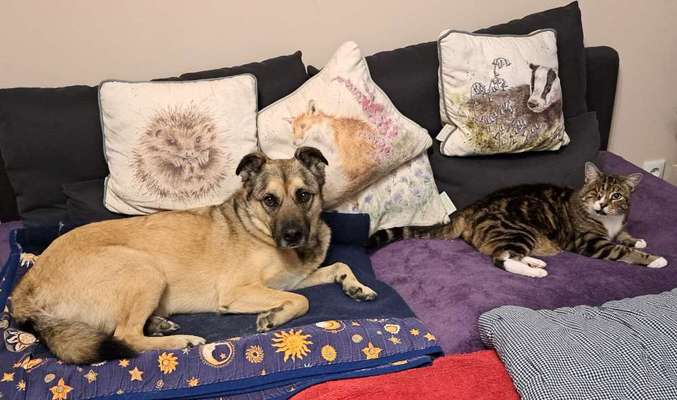 Hunde und Katzen harmonisch miteinander-Beitrag-Bild