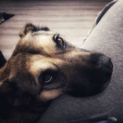 Dackelblick-Beitrag-Bild