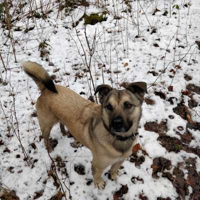 Nordische Hunde-Beitrag-Bild