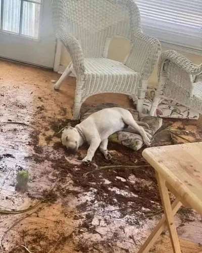 Hier ist der Spaßthread. Zum Schmunzeln und Kaputtlachen-Beitrag-Bild