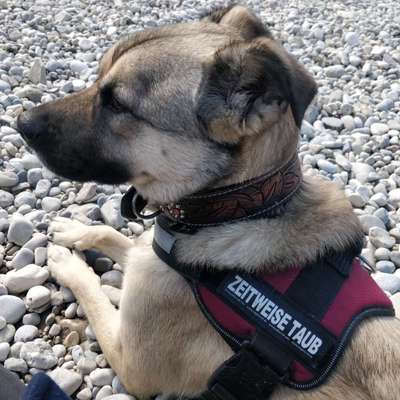 julius k9 geschirr-Beitrag-Bild