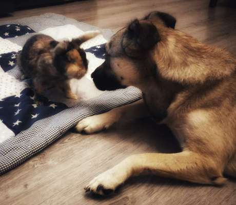 Sibirisch Europäisch Laika-Beitrag-Bild