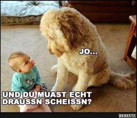 Hunde Memes-Beitrag-Bild