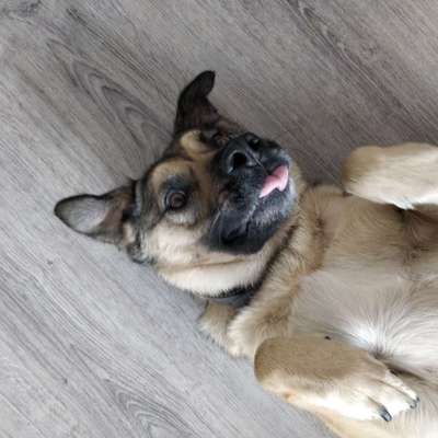 Hier ist der Spaßthread. Zum Schmunzeln und Kaputtlachen-Beitrag-Bild