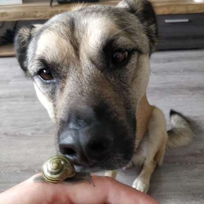 Bilder Hund und andere Tiere-Beitrag-Bild