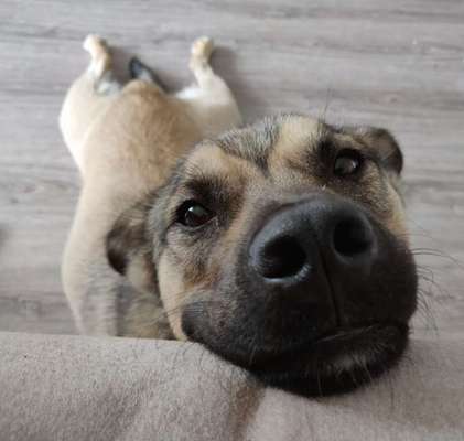 Zeigt mir die tollste Nahaufnahme von eurer Fellnase-Beitrag-Bild