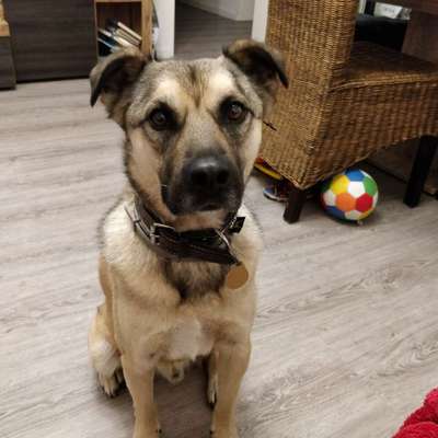 Mischlingshunde Foto Aufruf-Beitrag-Bild