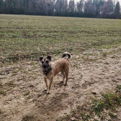 Sibirisch Europäisch Laika-Beitrag-Bild