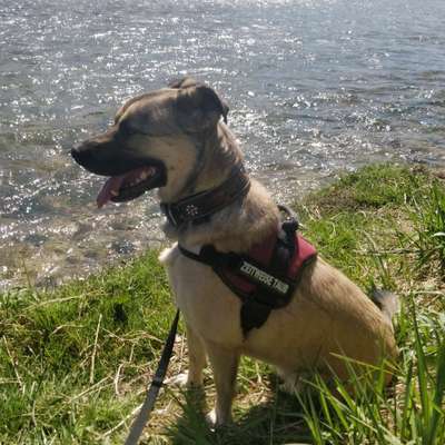 Dogorama-Monats-Challenge-Mai "Wasser"-Beitrag-Bild