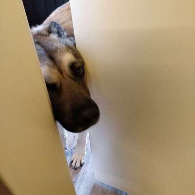 Du weißt, du hast einen Hund wenn...-Beitrag-Bild