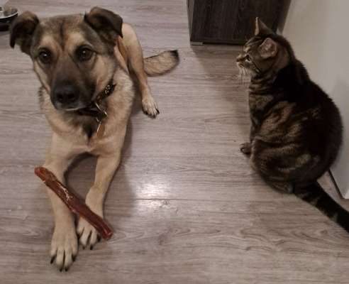 Hunde und Katzen harmonisch miteinander-Beitrag-Bild