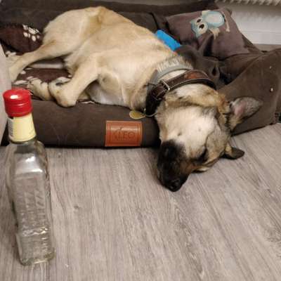 Hier ist der Spaßthread. Zum Schmunzeln und Kaputtlachen-Beitrag-Bild