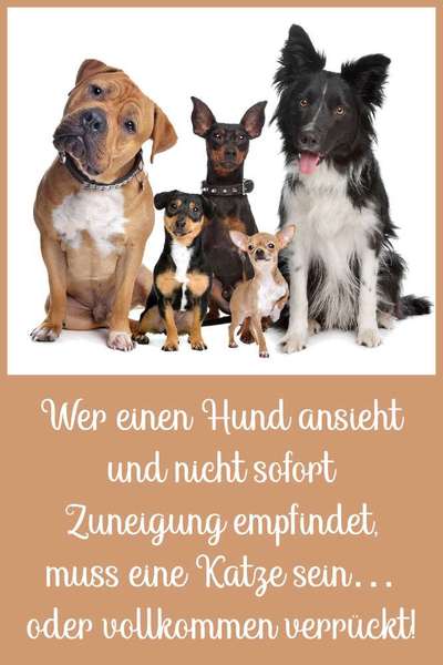 Berührende Hunde Bilder/Videos-Beitrag-Bild