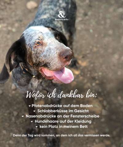 Berührende Hunde Bilder/Videos-Beitrag-Bild