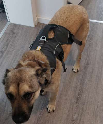 Hundegeschirr fürs Wandern-Beitrag-Bild