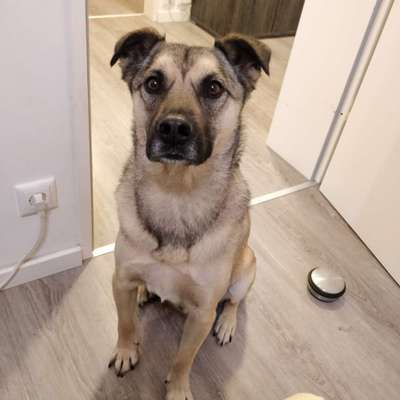 Sibirisch Europäisch Laika-Beitrag-Bild