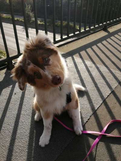 Dogorama Photo Challenge - Gassipause-Beitrag-Bild