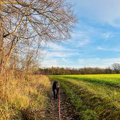 Hundetreffen-Hunderunde Neuenhagen & Umgebung-Bild