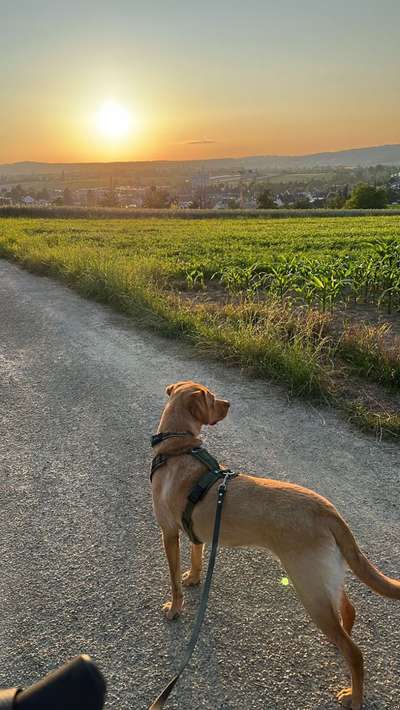 Hundetreffen-ruhiger Hundekontakt-Bild