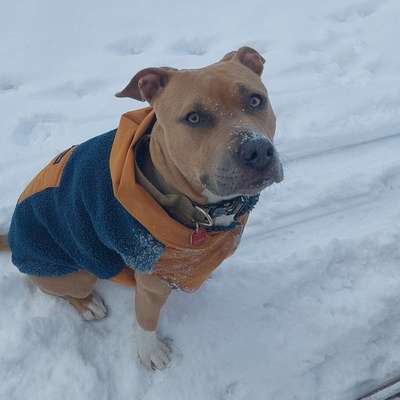 Hundetreffen-Neue Hundefreunde für Gassirunden und zum Toben gesucht-Bild