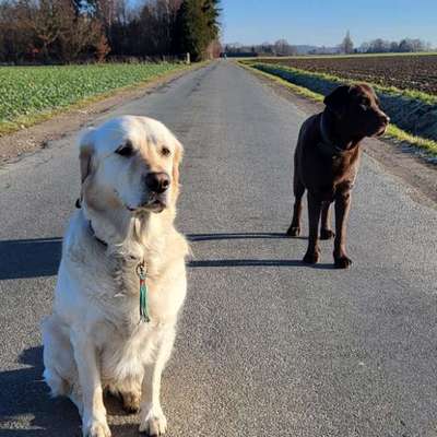 aktuelles Foto Gruppe Labrador