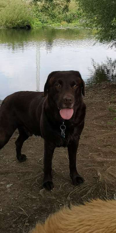 Hundetreffen-Hundetreffen /Gassirunde-Bild