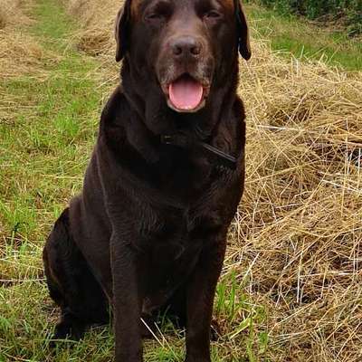 aktuelles Foto Gruppe Labrador