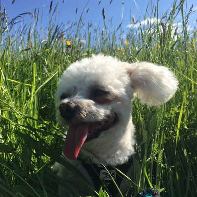 Hundetreffen-Gassi oder Spielen🐩-Bild