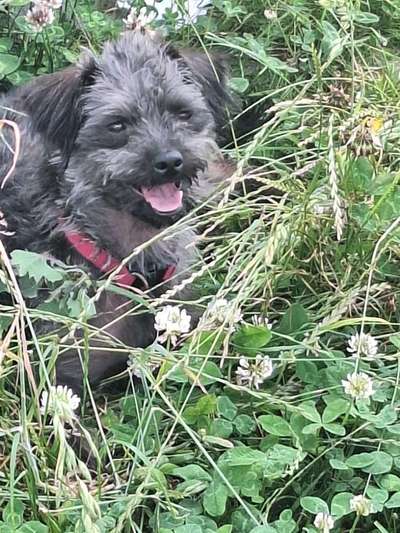 Wie kamst du zu deinem Hund?-Beitrag-Bild