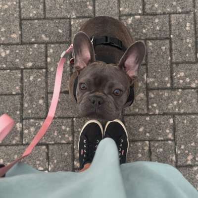 Hundetreffen-Treffen am Rhein-Bild