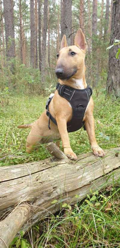 Die Dogorama Kalender Challenge Titelbild-Beitrag-Bild