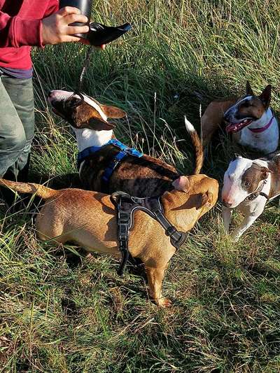 Miniatur Bull Terrier-Beitrag-Bild
