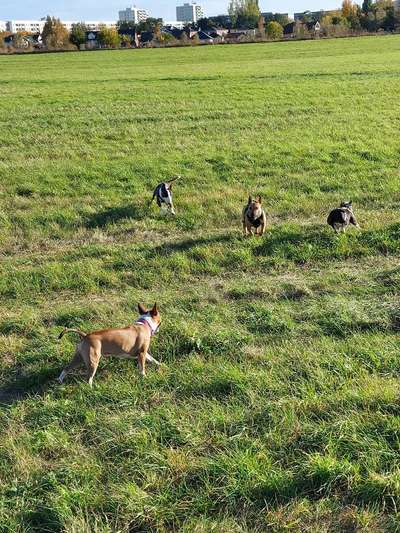 Miniatur Bull Terrier-Beitrag-Bild