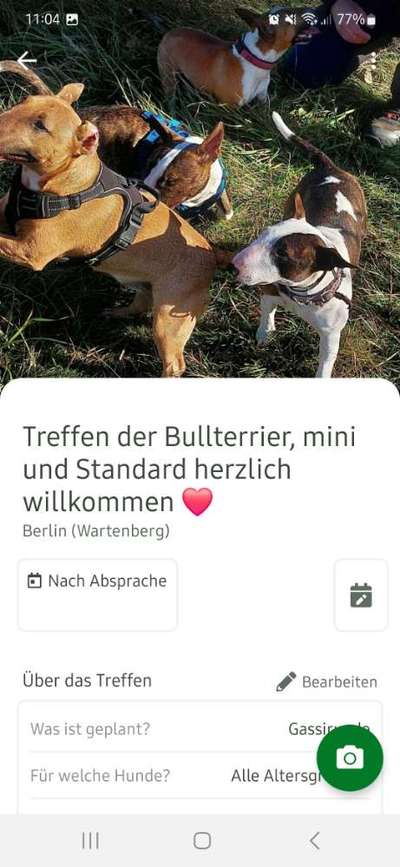 Miniatur Bull Terrier-Beitrag-Bild